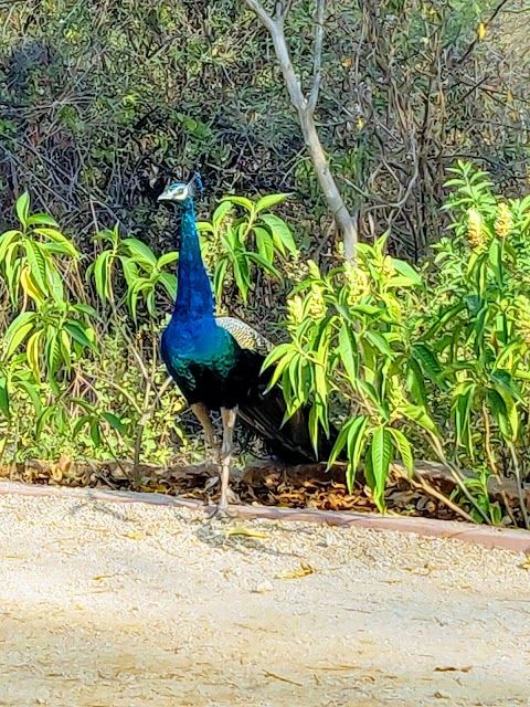 Kasu Brahmananda Reddy Ulusal Parkı
